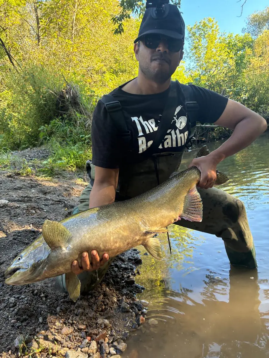 A large Chinook salmon held at the water's edge on Bowmanville Creek