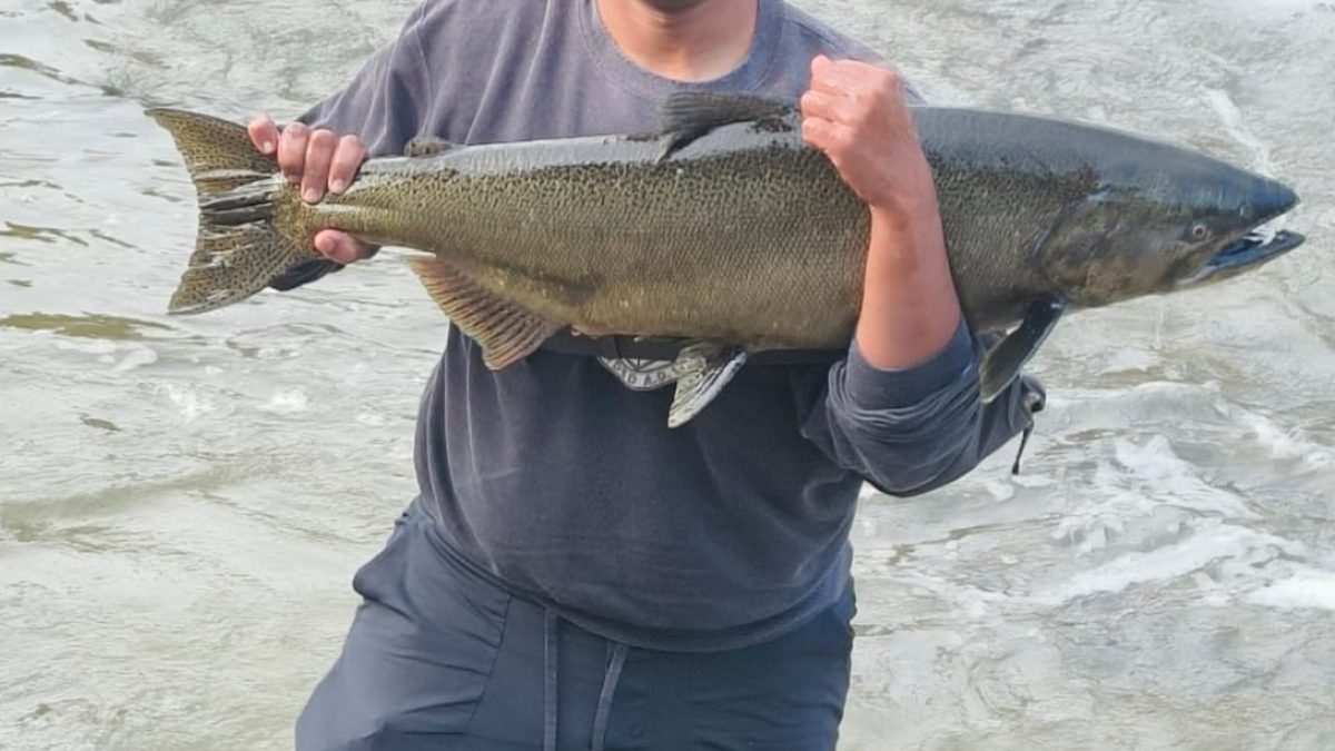 An angler holding a large fresh-run Chinook salmon in front of fast river water during the Ontario fall run