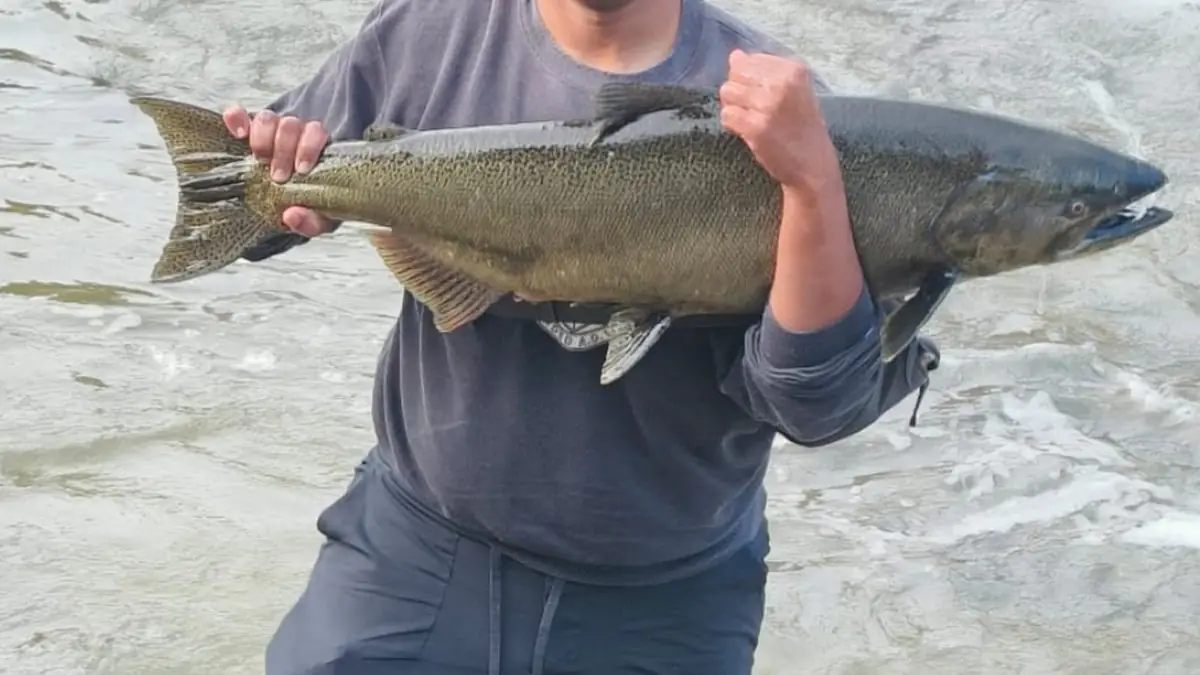 An angler holding a large fresh-run Chinook salmon in front of fast river water during the Ontario fall run