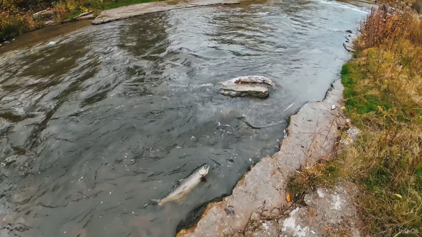 A Chinook salmon played out in the shallows at the end of a fight on the Ganaraska River