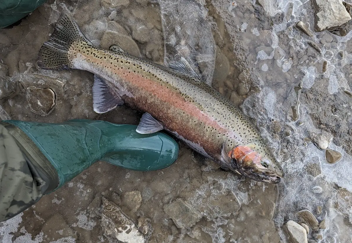 A male steelhead with a red cheek and pink stripe lying in shallow, icy water beside an angler's rubber boot