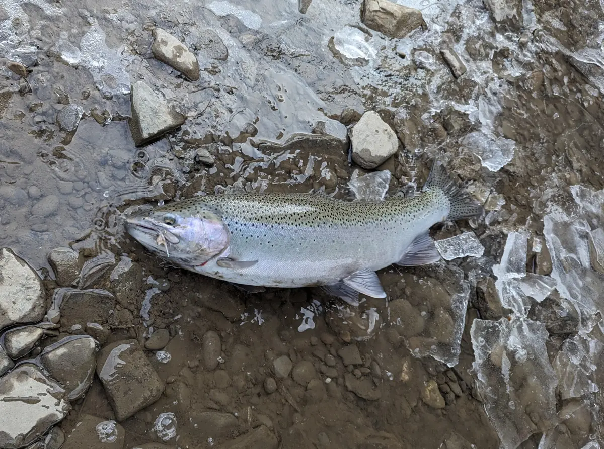 A bright silver steelhead lying on wet stones among broken shelf ice at the edge of the Humber River