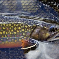 Brook Trout