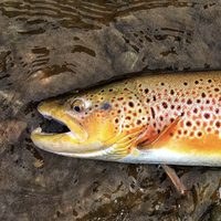 Brown Trout