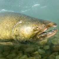 Chinook