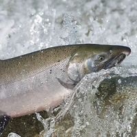 Coho