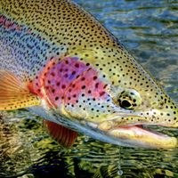 Rainbow Trout