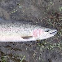 Steelhead